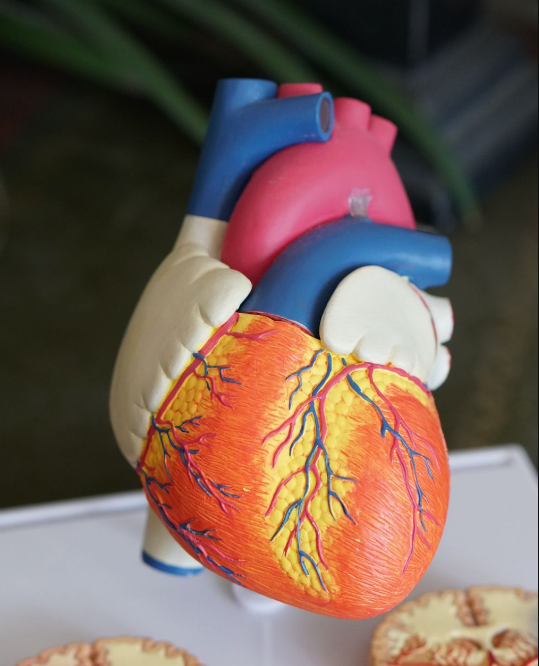 Parodontitis & Herzgesundheit: Mehr verbunden als gedacht