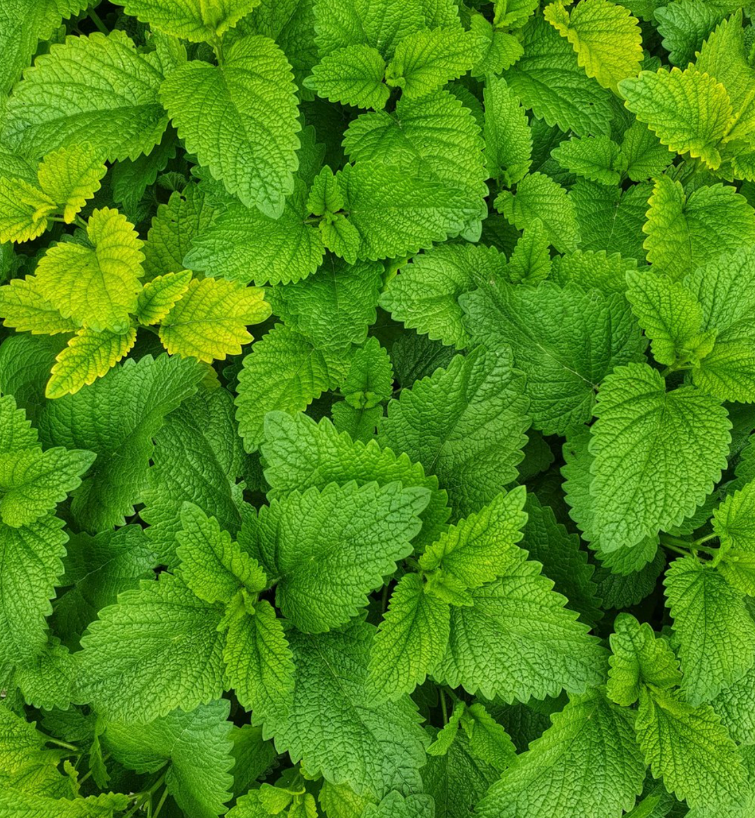 Mehr als nur Geschmack: Warum Minze drin steckt