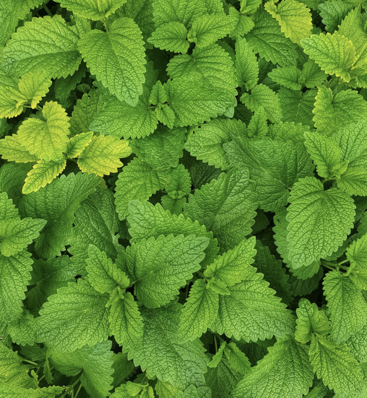 Mehr als nur Geschmack: Warum Minze drin steckt