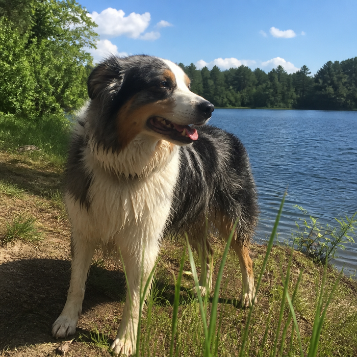 Nasser Hund am See