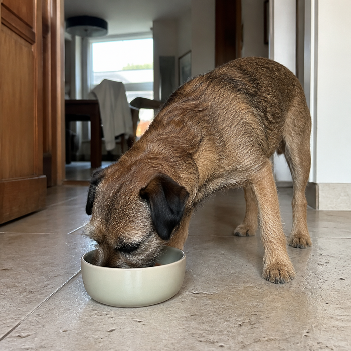 Hund isst aus Fressnapf