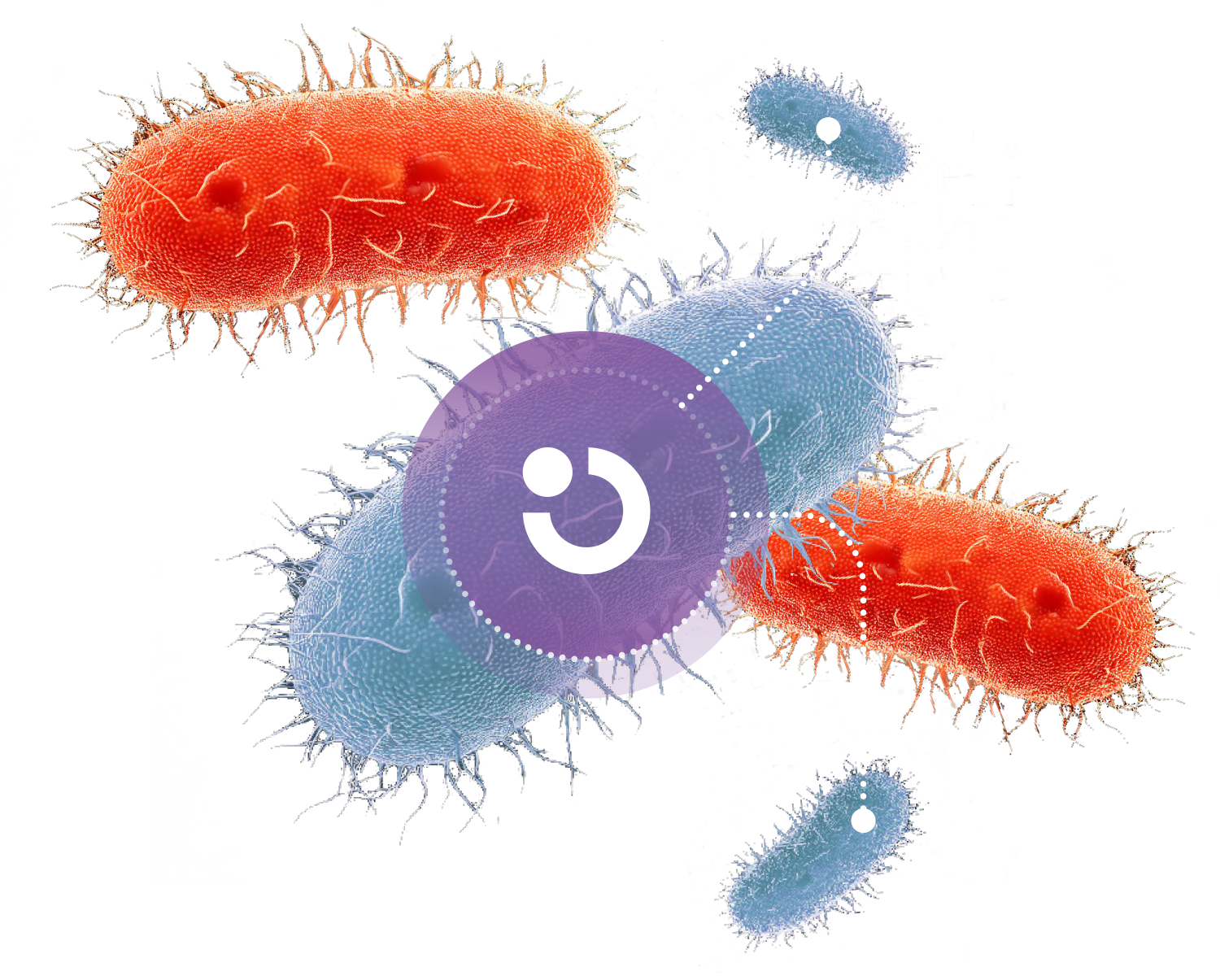 PerioTrap Bugs
