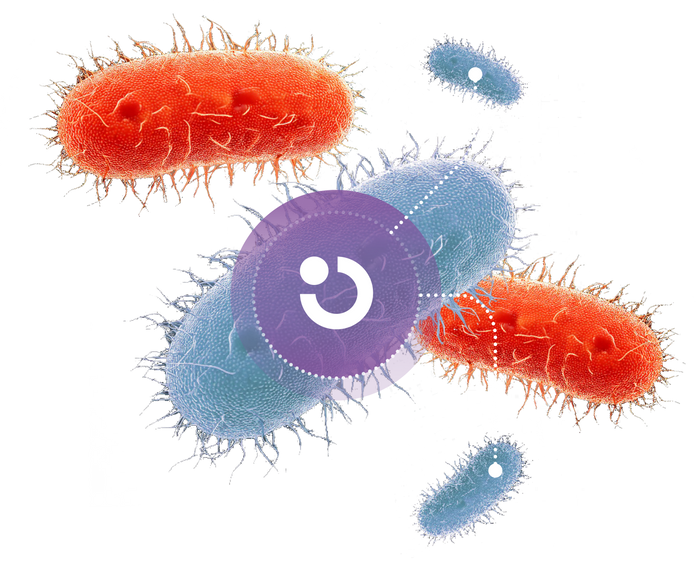 PerioTrap Bugs